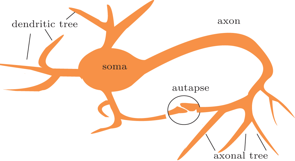 Firing dynamics of an autaptic neuron - IOPscience