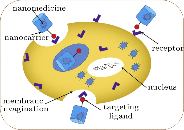 Functionalized magnetic nanoparticles for drug delivery in tumor ...