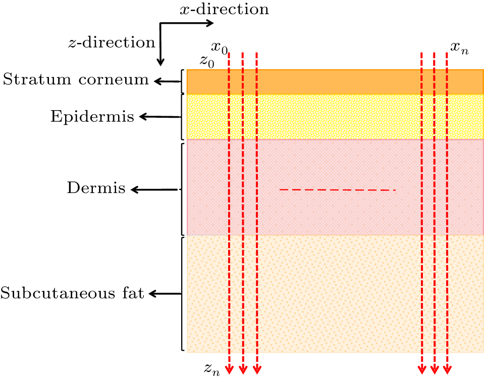 Reconstructing in vivo spatially offset Raman spectroscopy of human ...