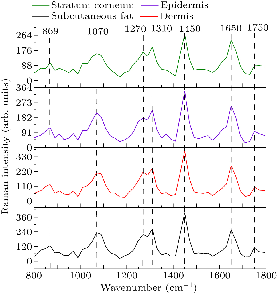 Reconstructing in vivo spatially offset Raman spectroscopy of human ...