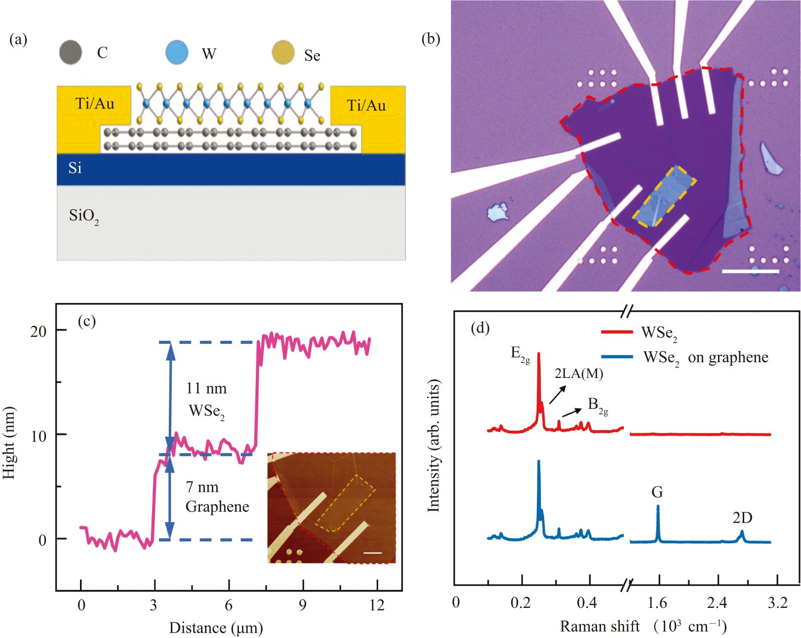 High responsivity photodetectors based on graphene/WSe2 heterostructure by photogating effect