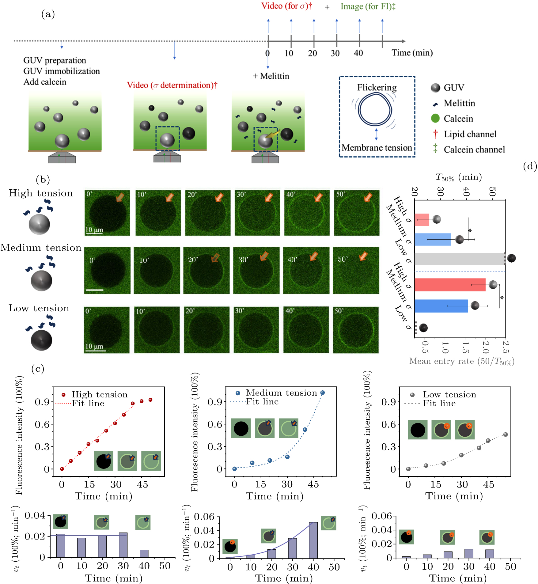 Membrane tension evolution and mechanical regulation of melittin