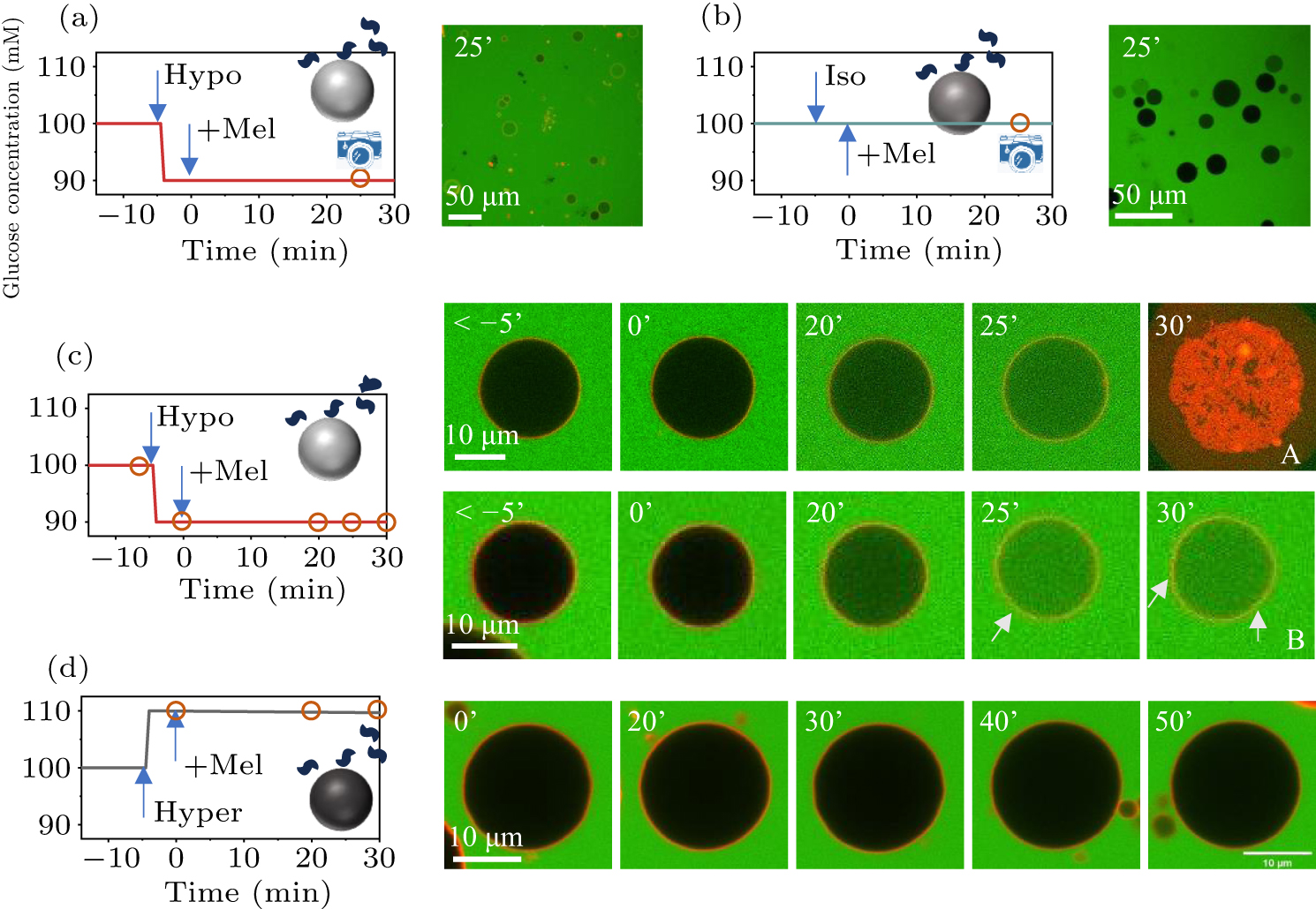 Membrane tension evolution and mechanical regulation of melittin