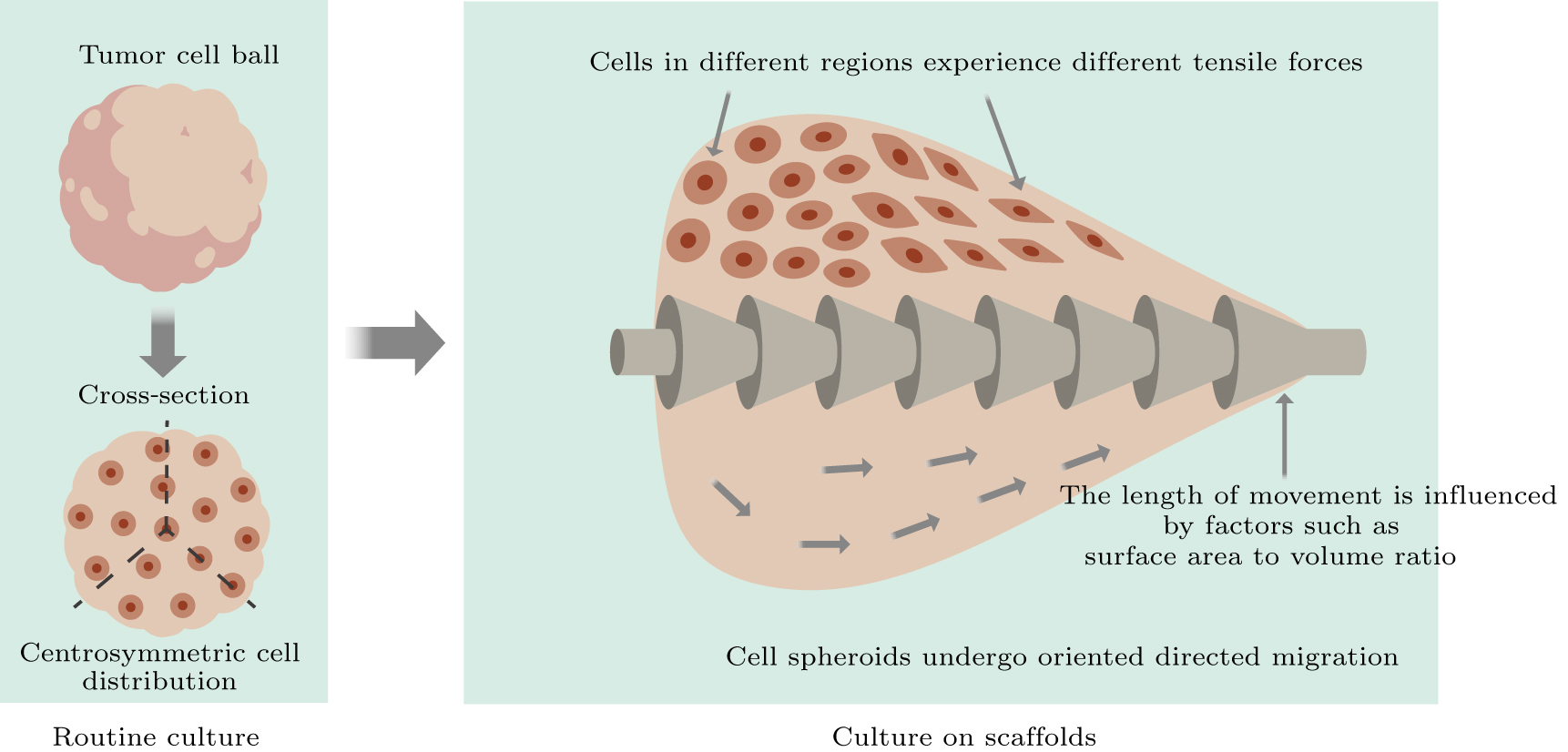 Tumor cell directed migration based on 3D printed microfilament ...