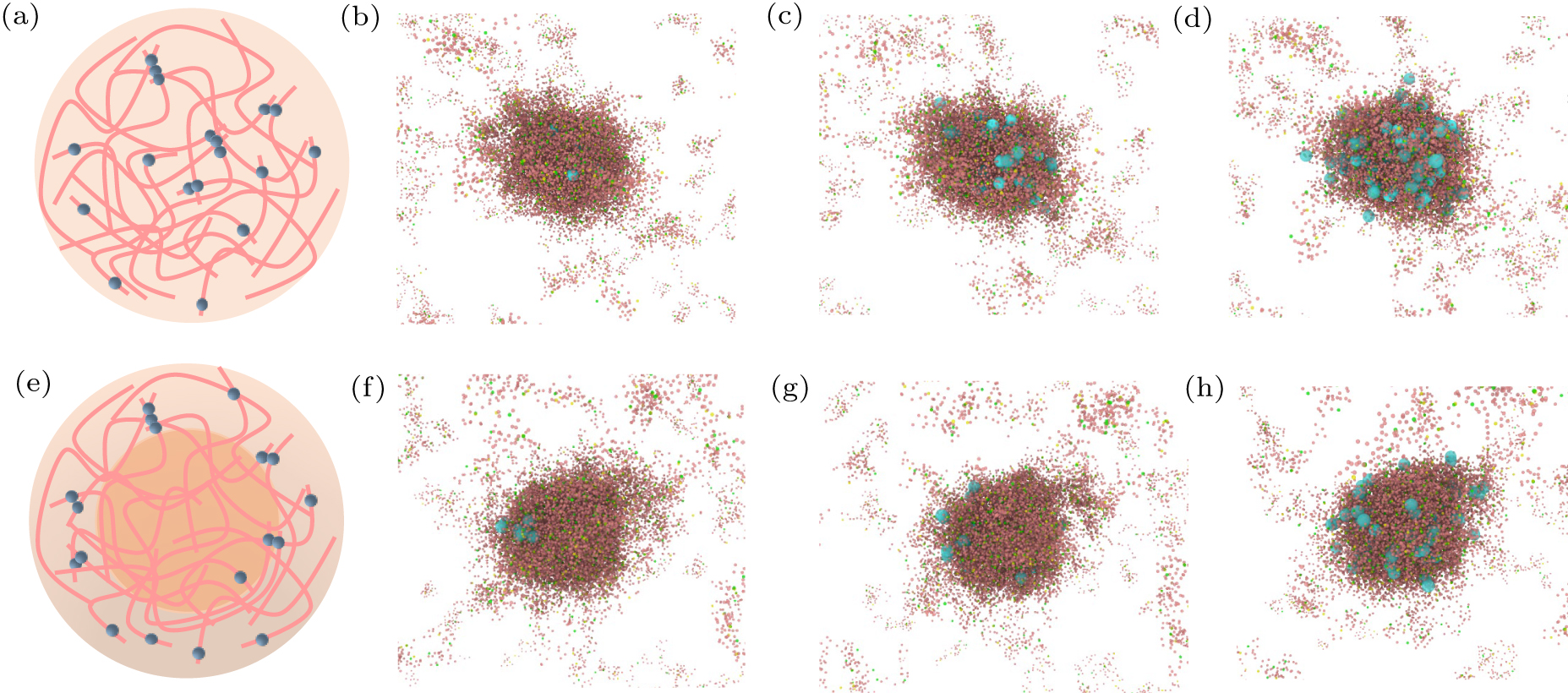 Protein aging dynamics: A perspective from non-equilibrium coarse ...
