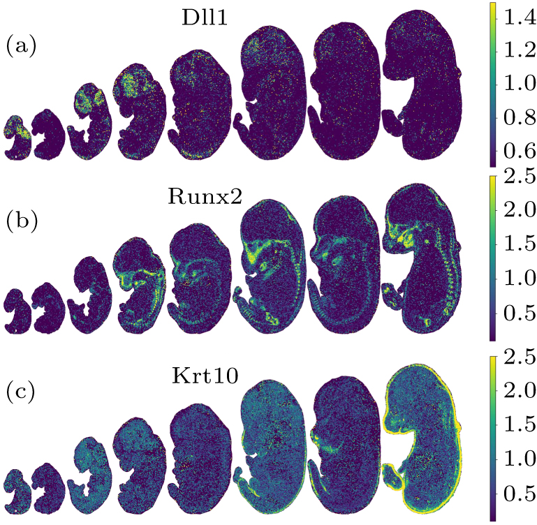 Analysis of spatiotemporal dynamic patterns of gene expression during ...