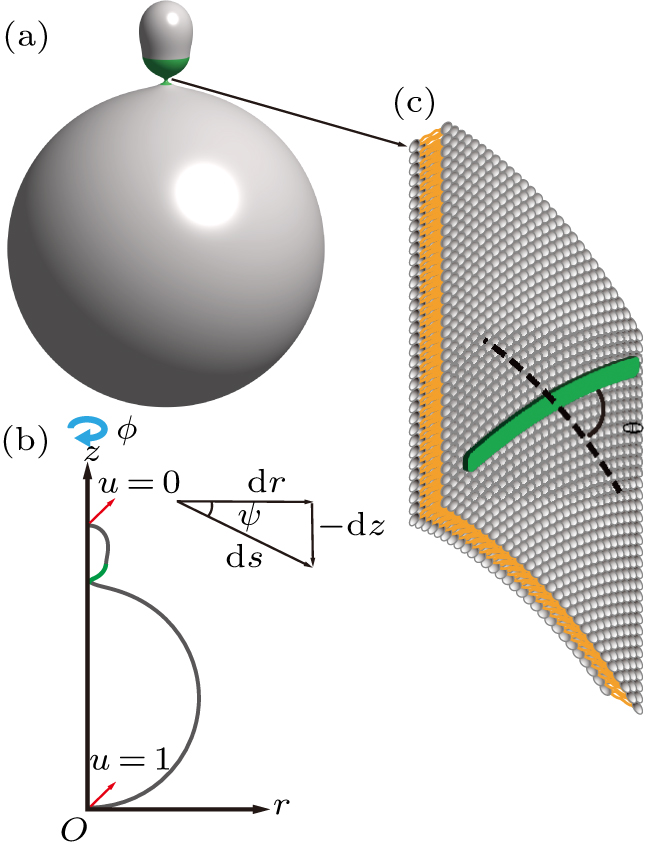 Shape transformation of vesicles induced by orientational arrangement ...