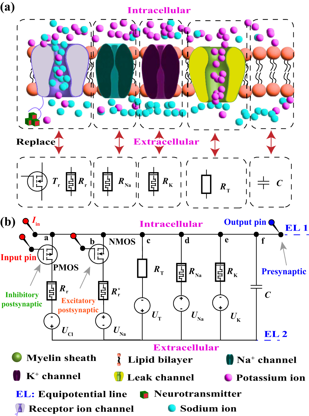 An artificial synapse capable of regulating signal transmission speed ...