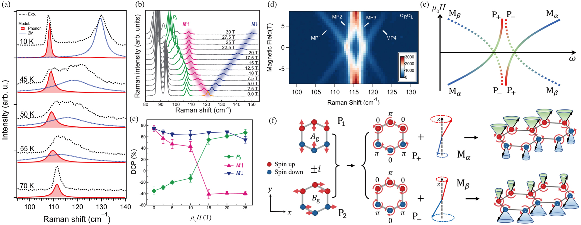 Magnon polarons: Hybrid quasiparticles in coupled spin–lattice systems ...