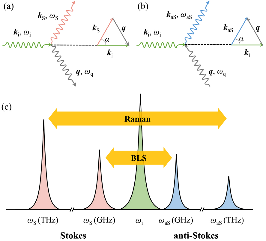 Magnon polarons: Hybrid quasiparticles in coupled spin–lattice systems ...