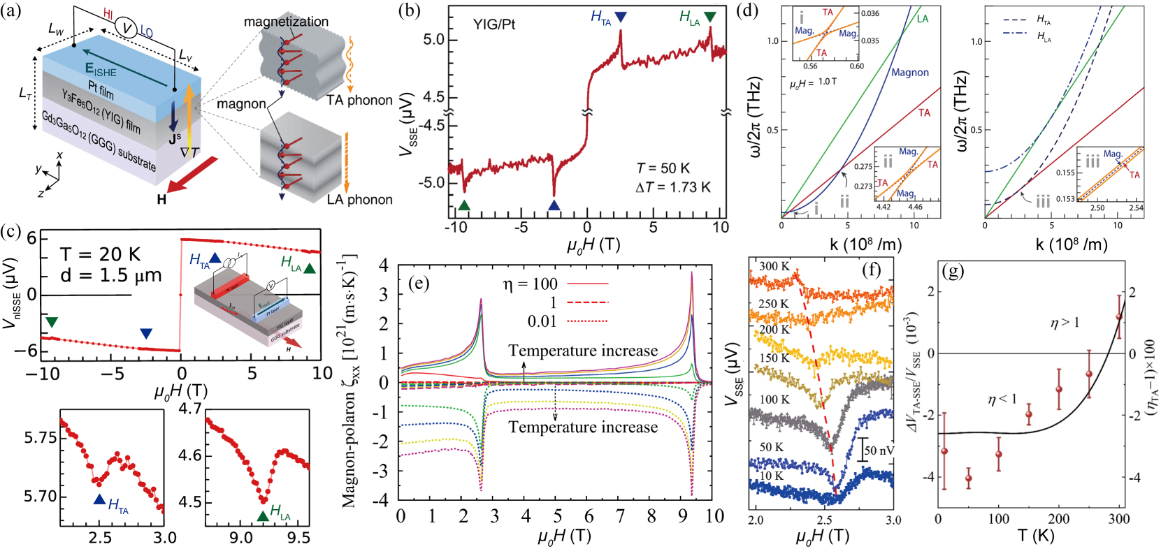 Magnon polarons: Hybrid quasiparticles in coupled spin–lattice