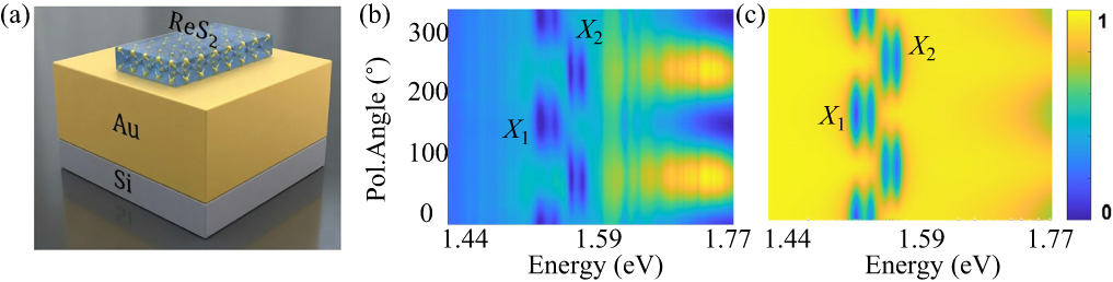 Observation of exceptional points in anisotropic ReS2 microcavities ...
