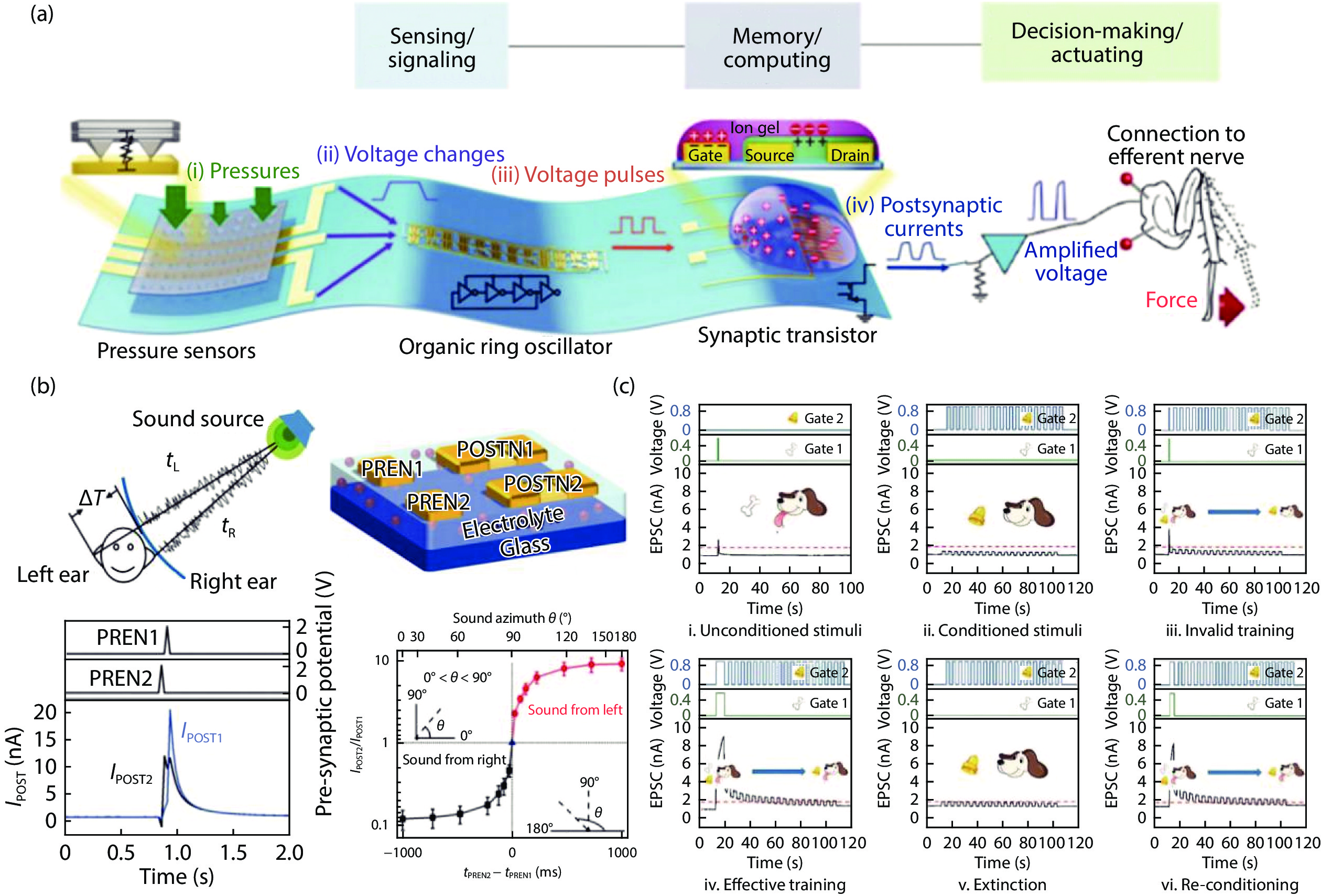 Electrolyte-gated transistors for neuromorphic applications - IOPscience