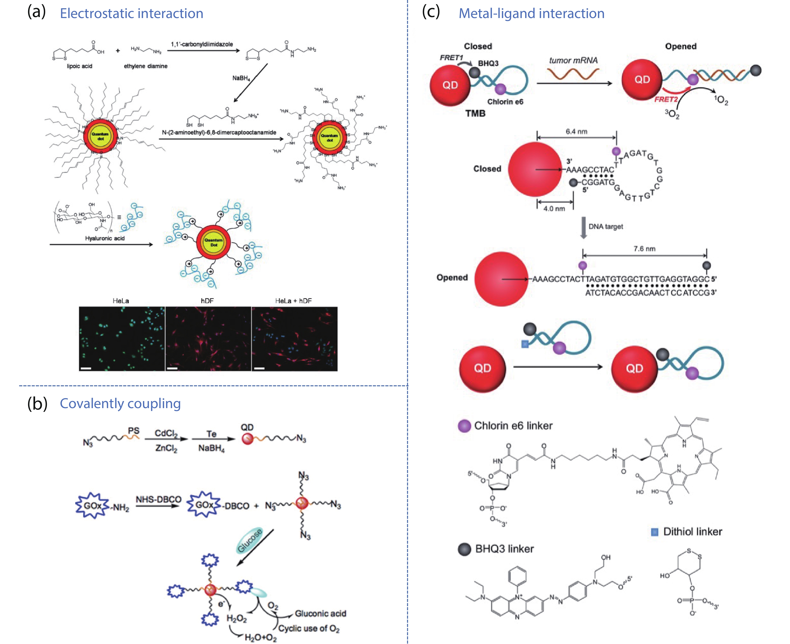 なかたに Biofunctionalized semiconductor quantum dots for virus