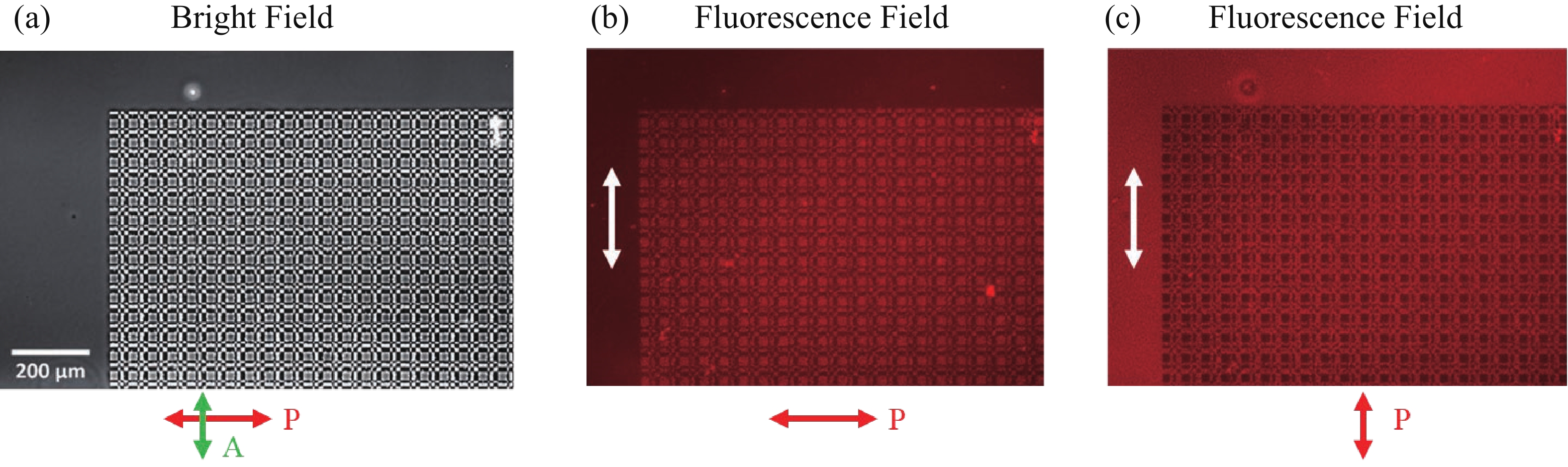 Photo-induced flexible semiconductor CdSe/CdS quantum rods alignment ...