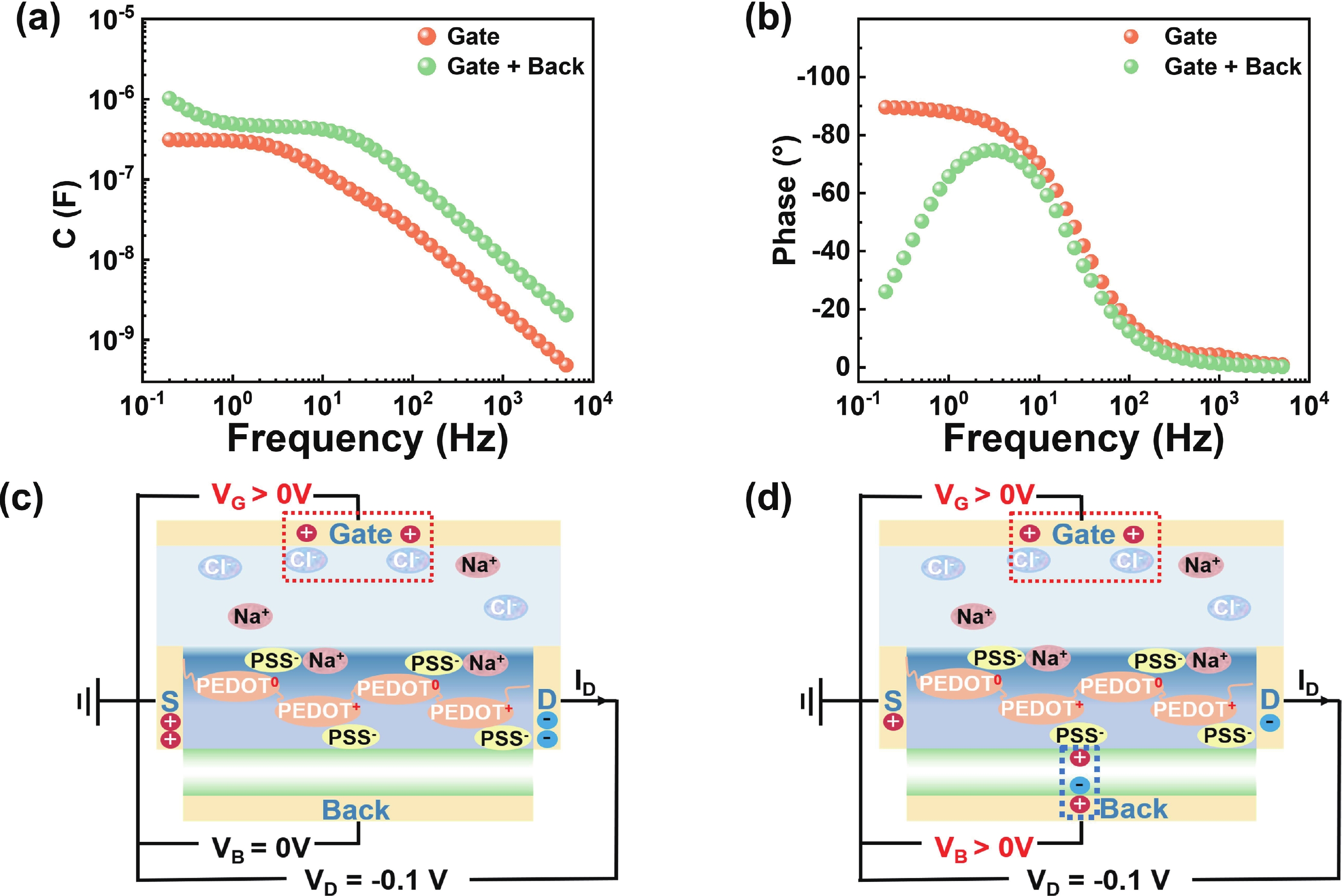 Back-gate-tuned organic electrochemical transistor with temporal ...