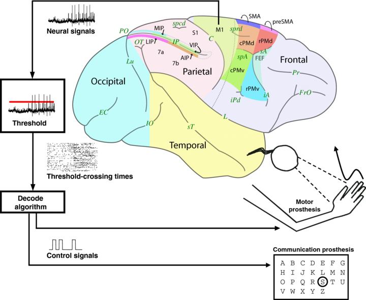 Design and validation of a real-time spiking-neural-network decoder for ...