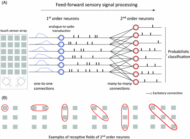 A closed-loop neurobotic system for fine touch sensing - IOPscience