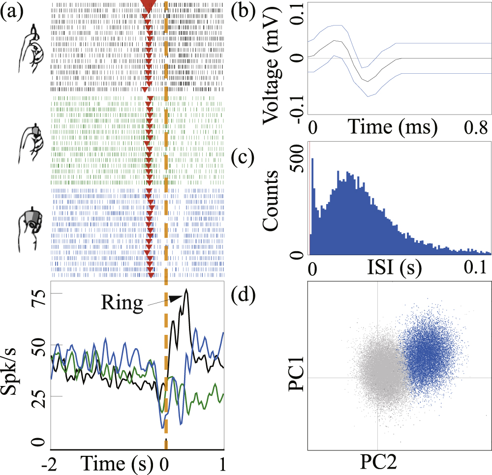 Chronic neural probe for simultaneous recording of single-unit, multi ...