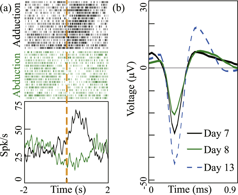 Chronic neural probe for simultaneous recording of single-unit, multi ...
