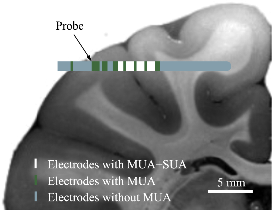 Chronic neural probe for simultaneous recording of single-unit, multi ...