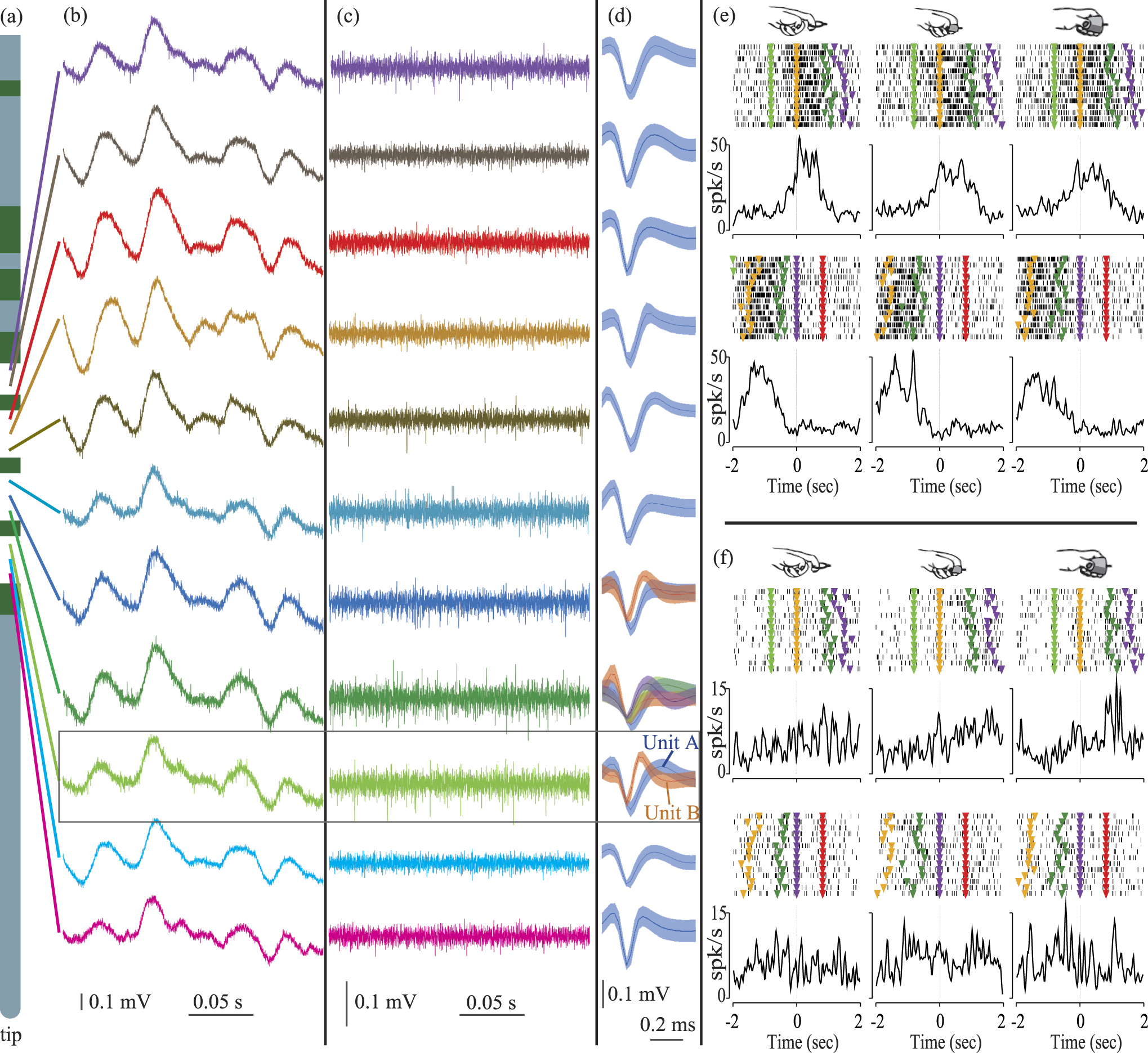 Chronic neural probe for simultaneous recording of single-unit, multi ...