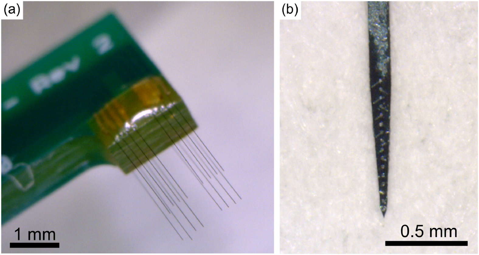 Chronic in vivo stability assessment of carbon fiber microelectrode ...