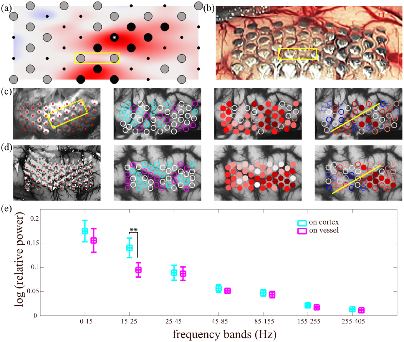 Mapping the fine structure of cortical activity with different micro ...