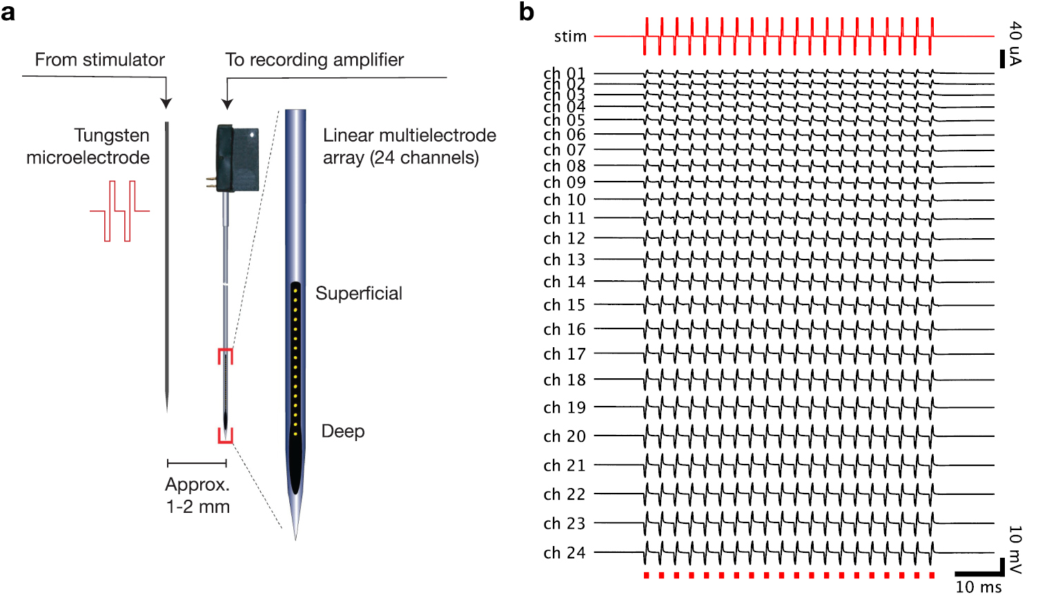 ERAASR: an algorithm for removing electrical stimulation artifacts from ...