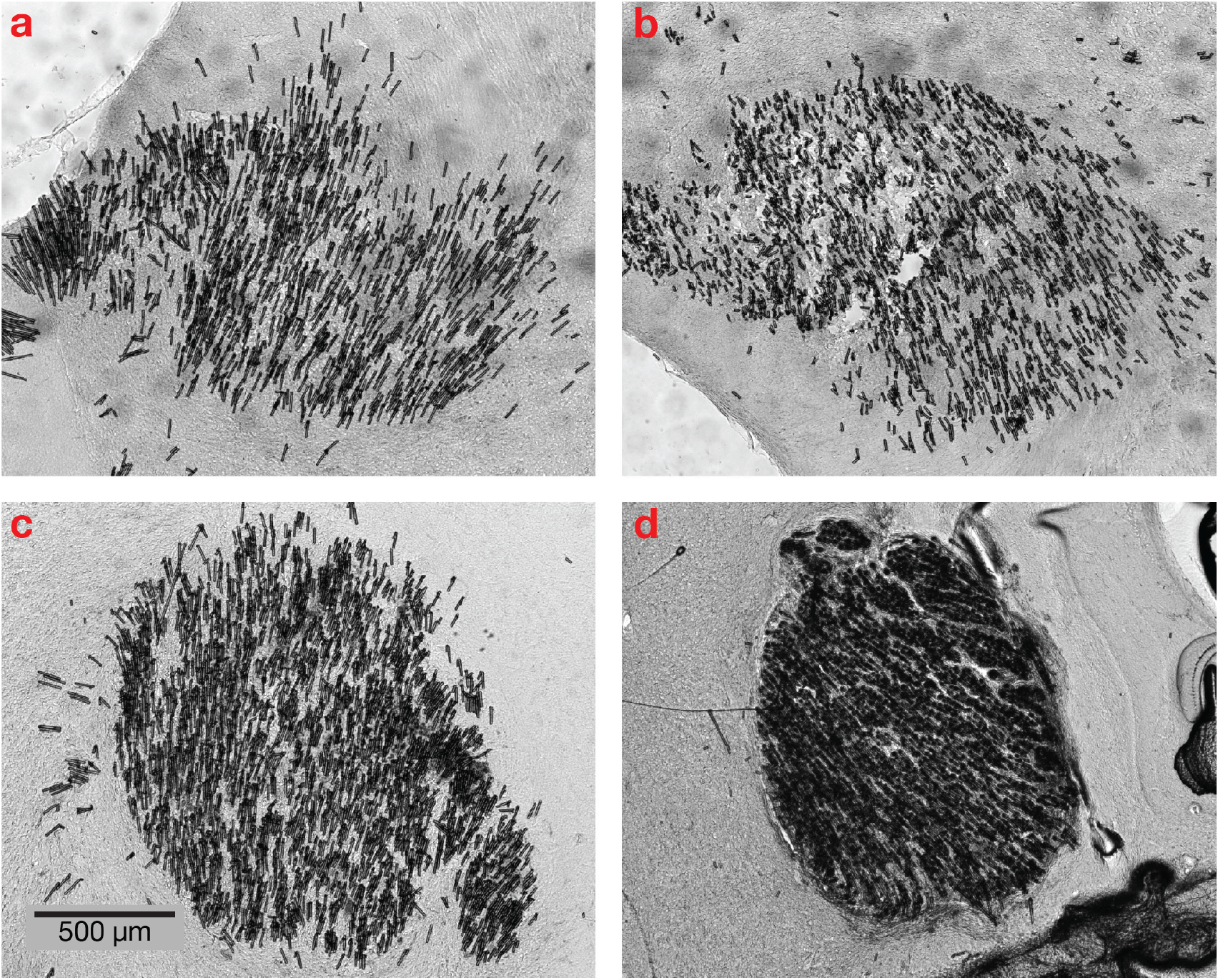 Hyper Fiber Cell High-density microfibers as a potential optical interface to reach deep ...