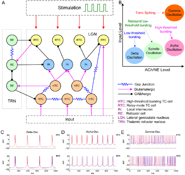Rhythmic modulation of thalamic oscillations depends on intrinsic ...