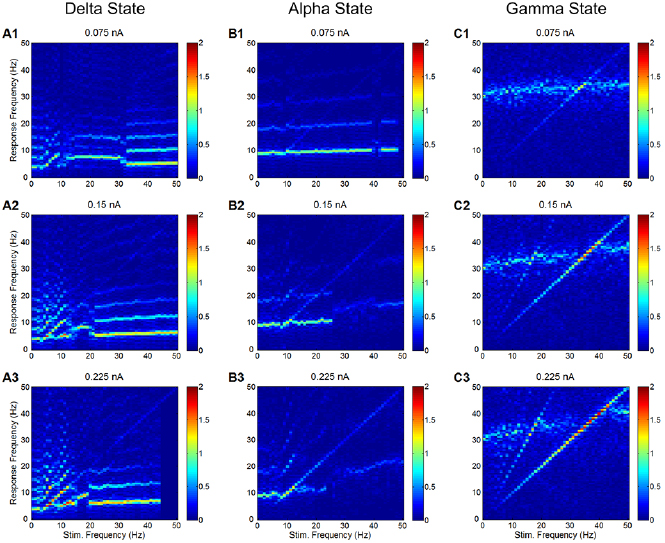 Rhythmic modulation of thalamic oscillations depends on intrinsic ...