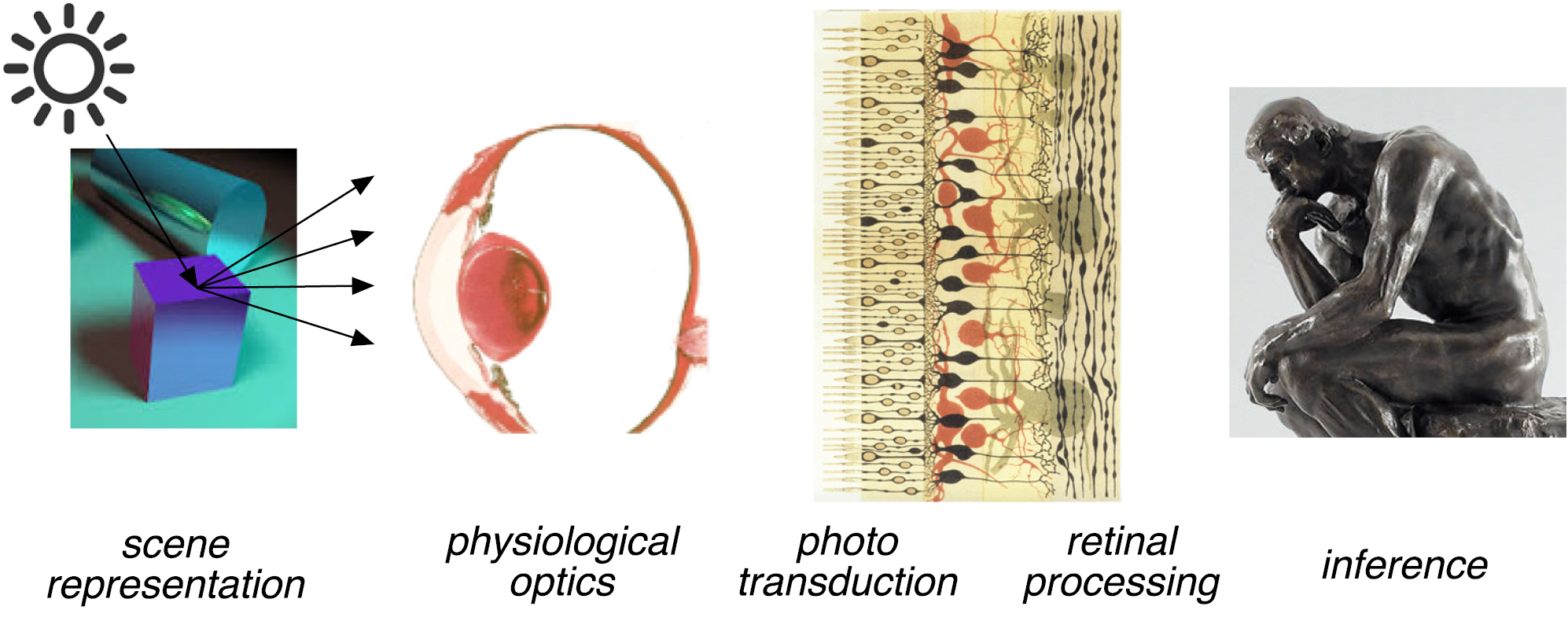 Simulation of visual perception and learning with a retinal prosthesis ...