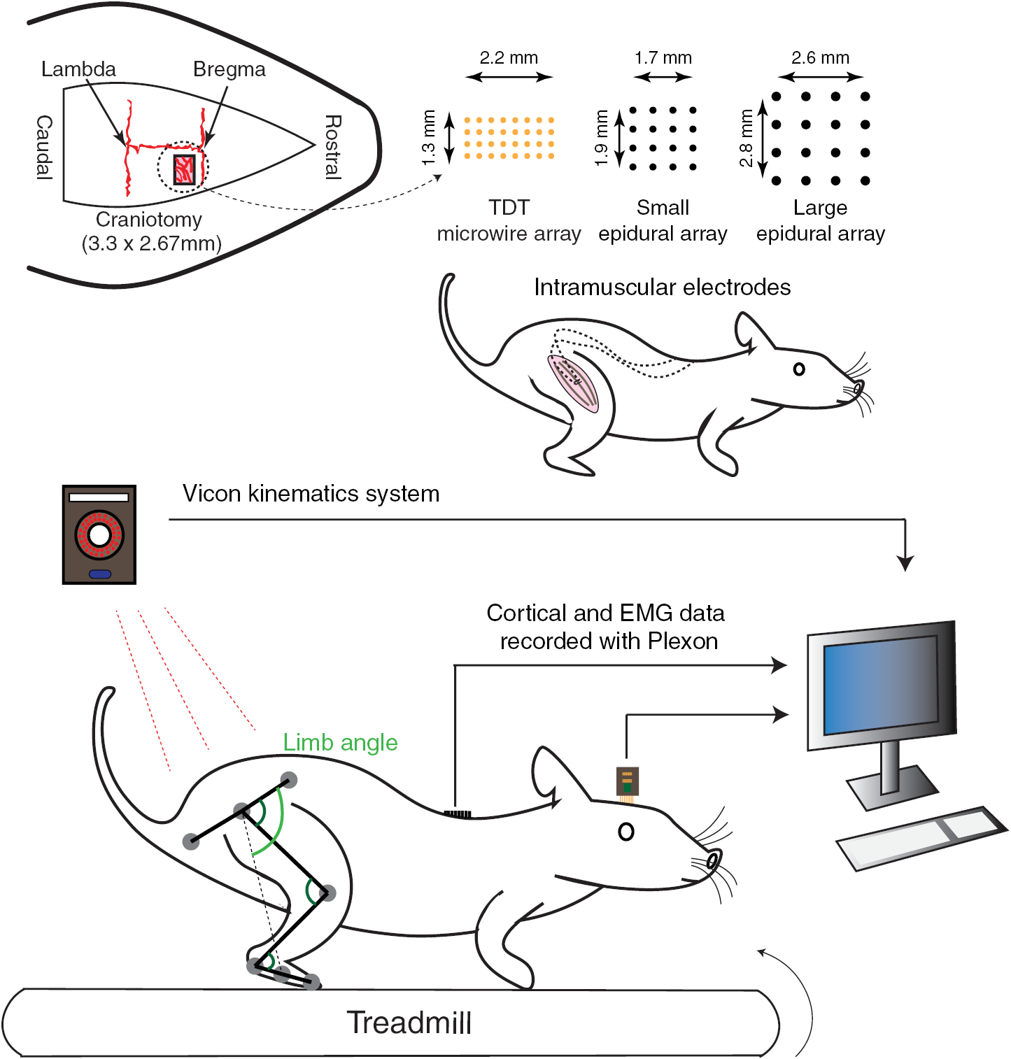 Rat Inmotion Decoding neural activity to predict rat locomotion using intracortical ...