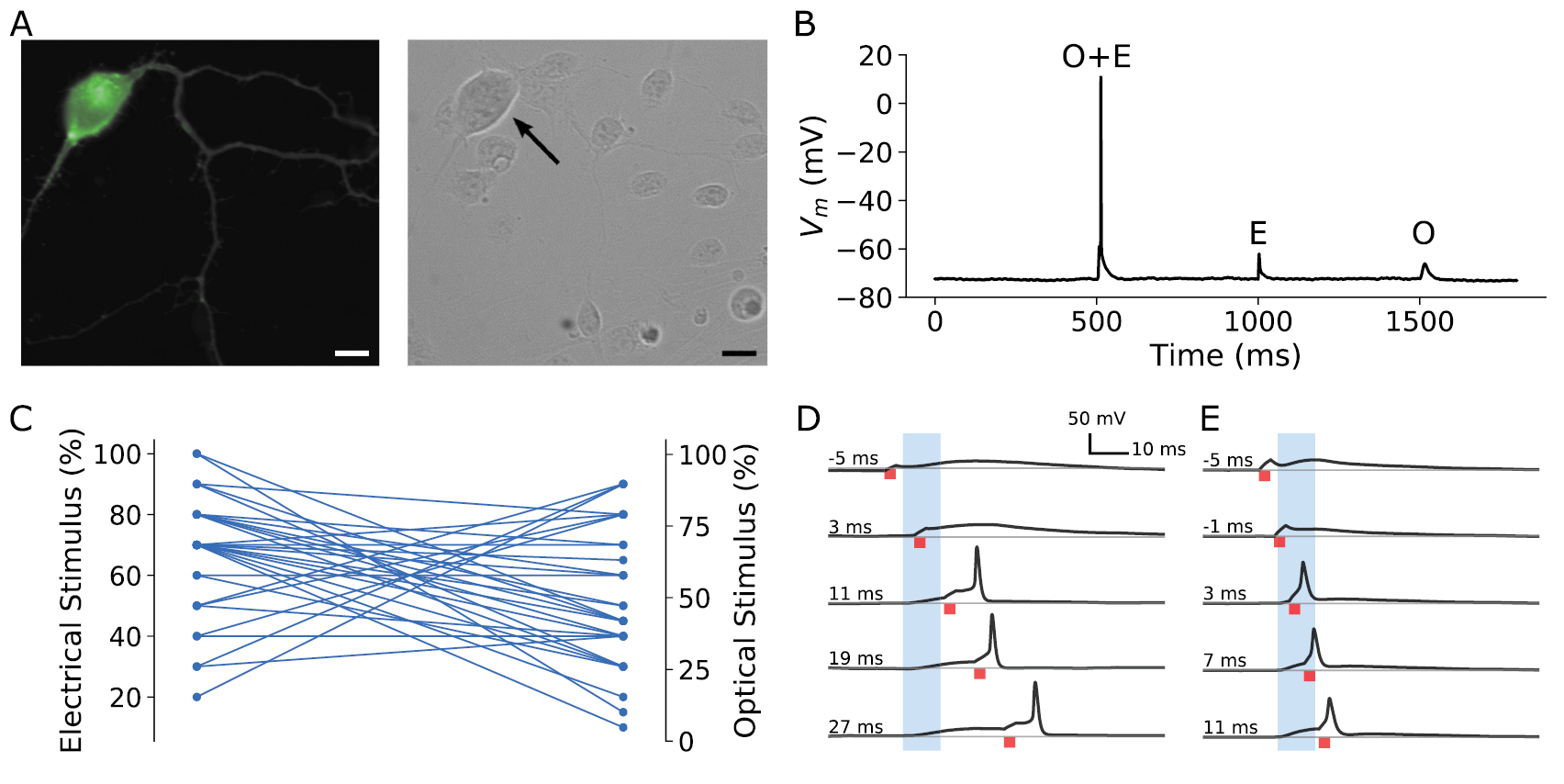 Combined optogenetic and electrical stimulation of auditory neurons ...