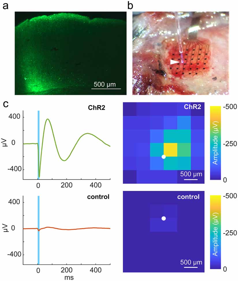 An optically transparent multi-electrode array for combined ...