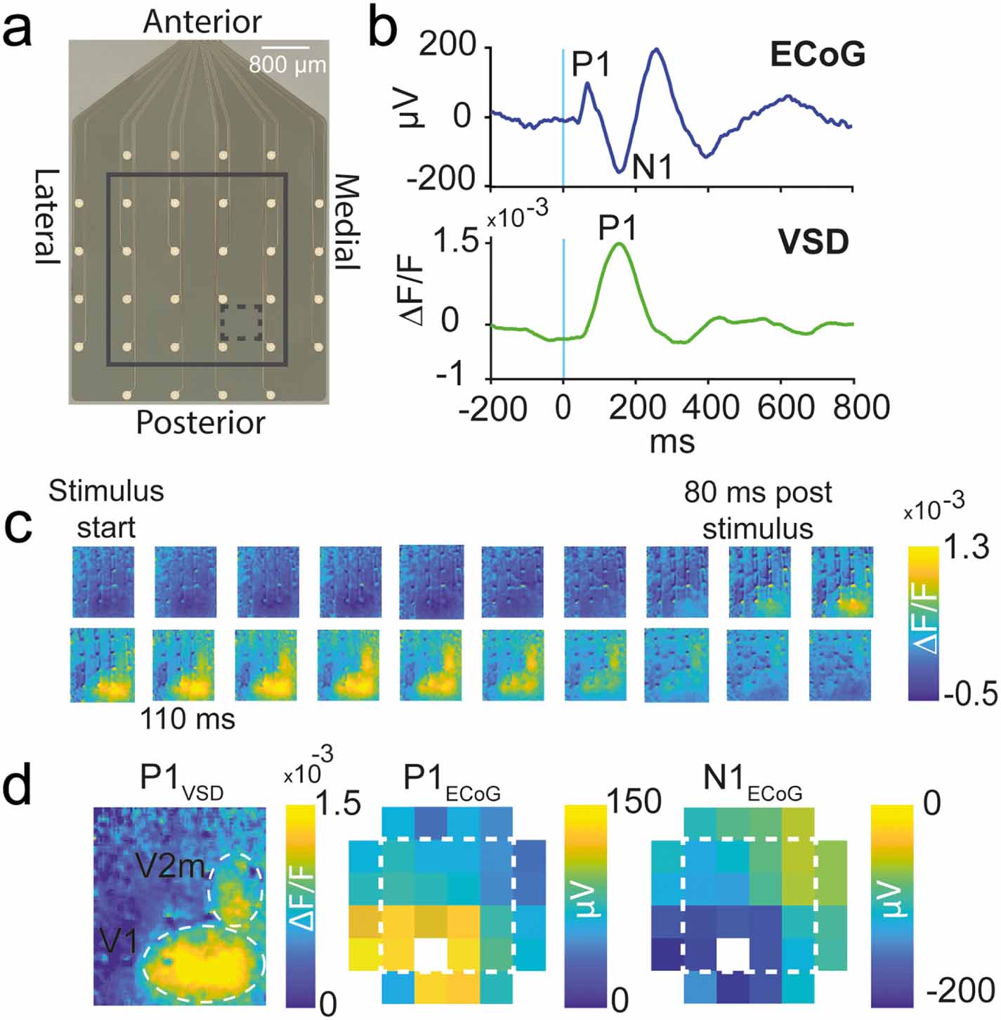 An optically transparent multi-electrode array for combined ...