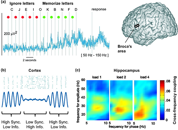 Insights into human cognition from intracranial EEG: A review of ...