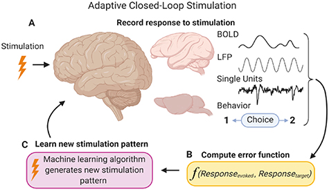 Learning to control the brain through adaptive closed-loop patterned ...