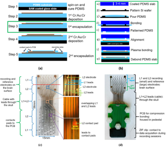 A soft and stretchable bilayer electrode array with independent ...