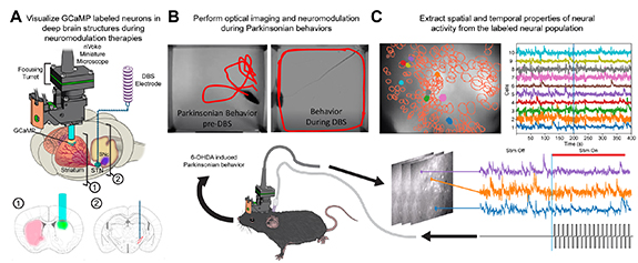 Calcium imaging in freely moving mice during electrical stimulation of ...