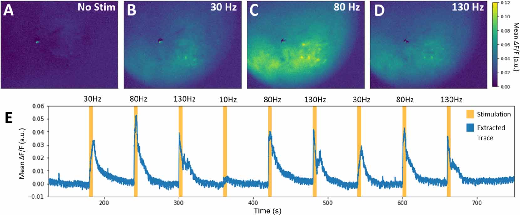Calcium imaging in freely moving mice during electrical stimulation of ...