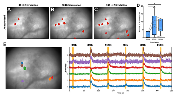 Calcium imaging in freely moving mice during electrical stimulation of ...