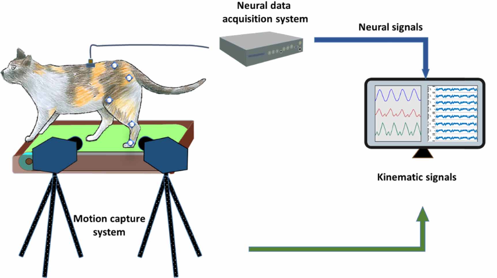 Decoding hindlimb kinematics from descending and ascending neural ...
