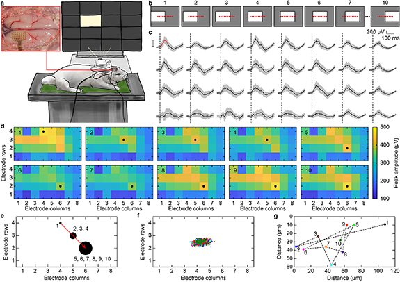 A machine-learning algorithm correctly classifies cortical evoked ...