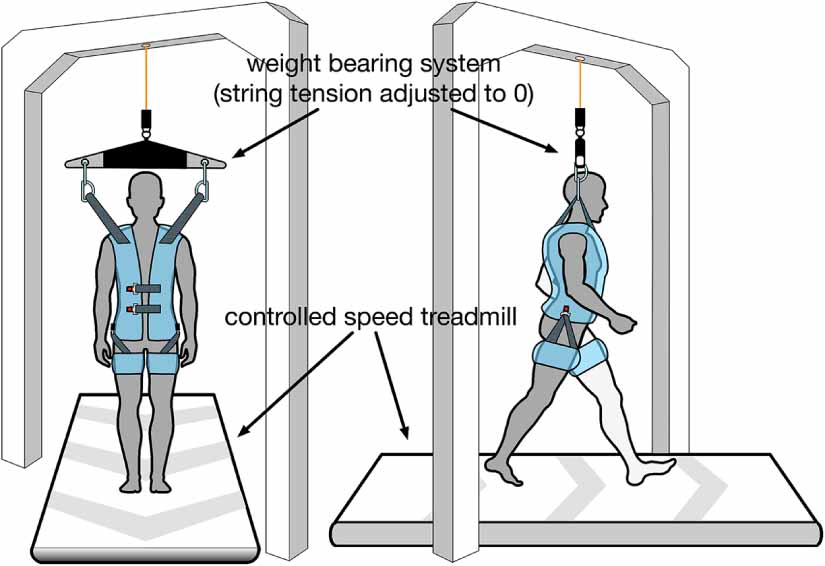 Effects of an exoskeleton-assisted gait training on post