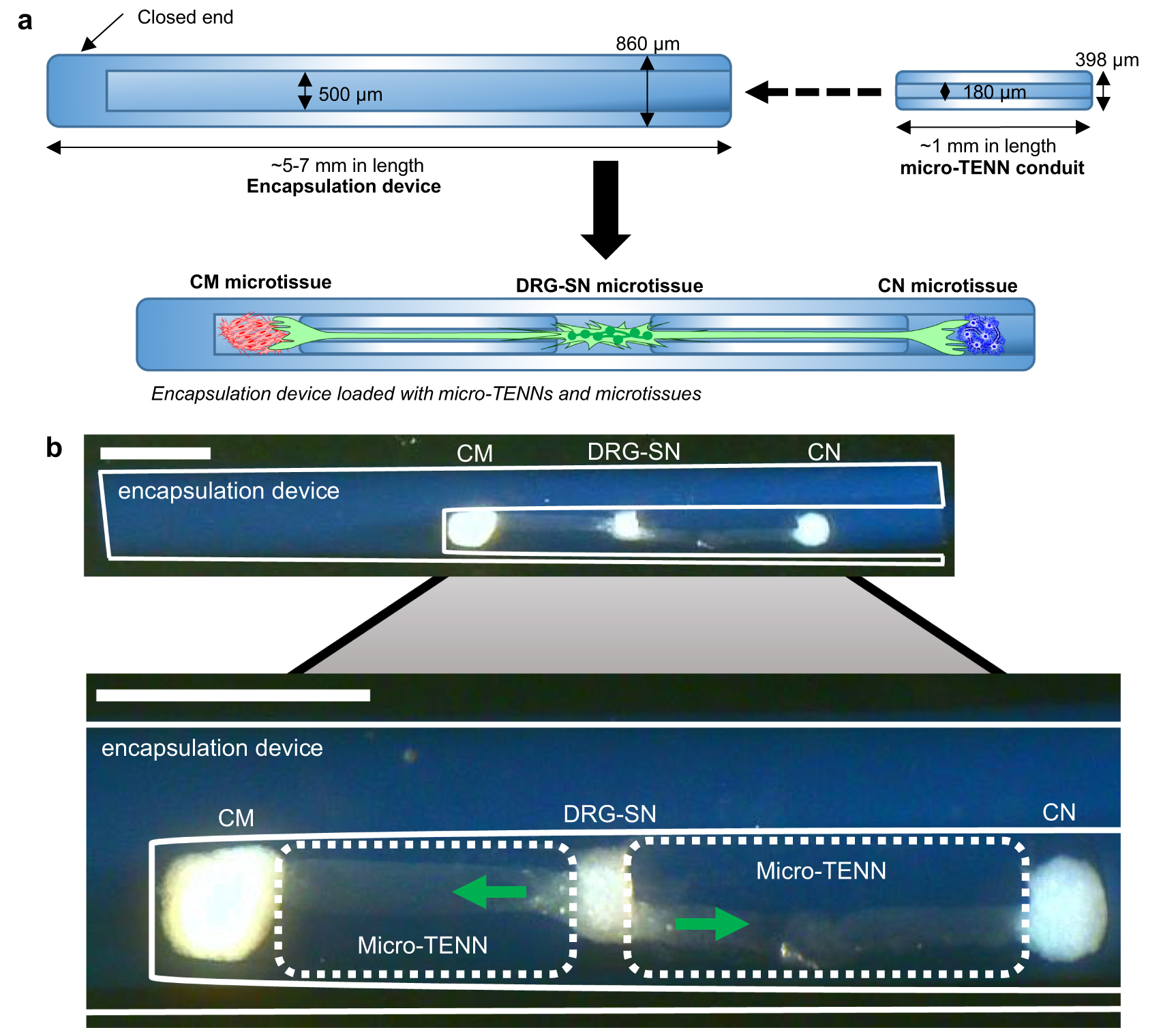 Toward living neuroprosthetics: developing a biological brain pacemaker ...