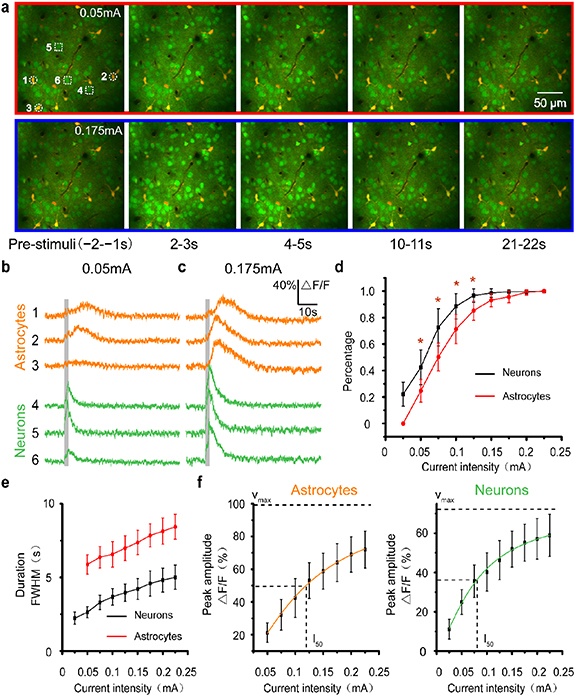 Two-photon calcium imaging of neuronal and astrocytic responses: the ...