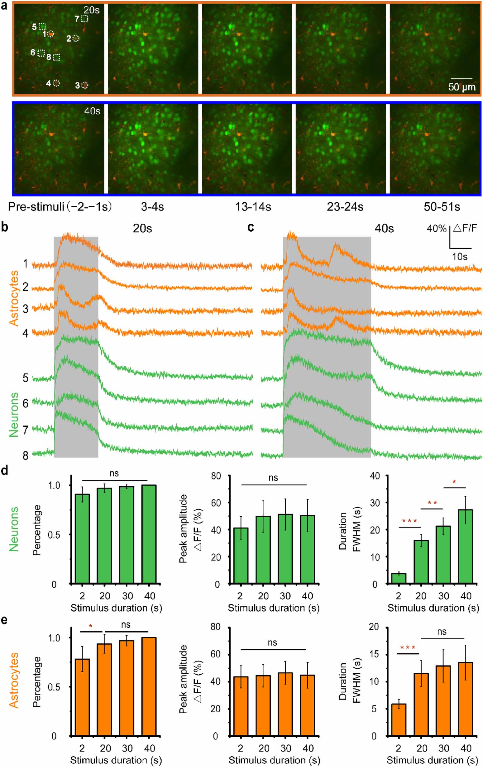 Two-photon calcium imaging of neuronal and astrocytic responses: the ...