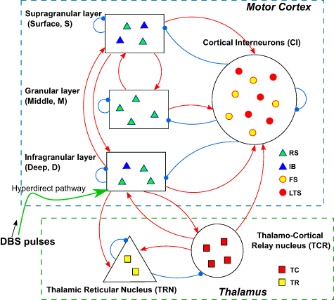 Cortical network effects of subthalamic deep brain stimulation in a ...